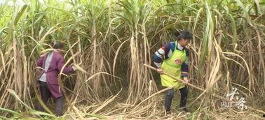 甘蔗爆料原视频,揭秘原视频背后的惊人真相 第2张 甘蔗爆料原视频,揭秘原视频背后的惊人真相 第2张